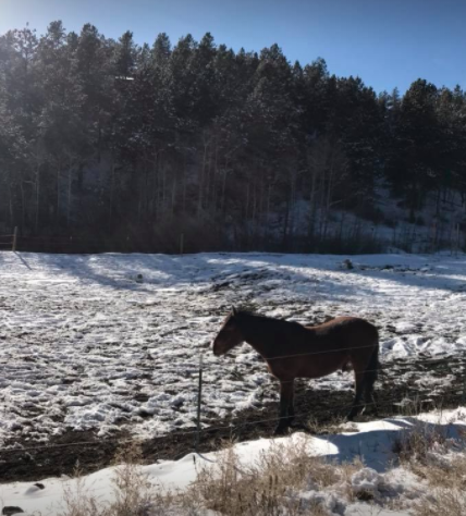 Horses in Colorado at Salamadhi Ranch